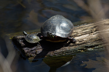 Obraz premium Father and son turtle basking on a log