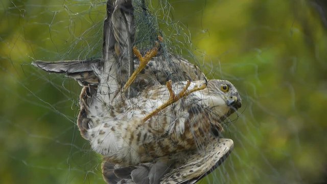 Bird trapped in net,struggling to die in green forest like fail loser.Shaking leaves of tree canopy in wind.destruction of ecological balance.