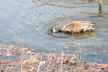 Goose diving