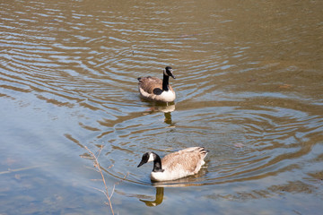 Two Geese Swiming