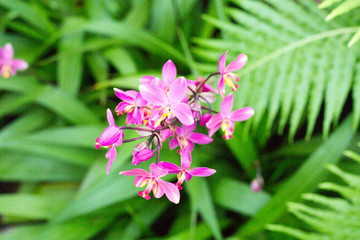 Pink Orchids