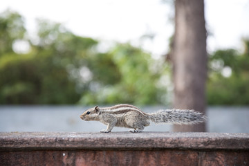 Portrait of a squirrel.