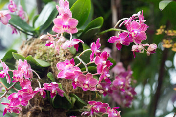 Purple and white orchid