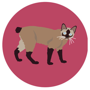 938269 Cats of different breeds. Icons. Vector image in a flat style. Illustration on a round background. Element of design, interface