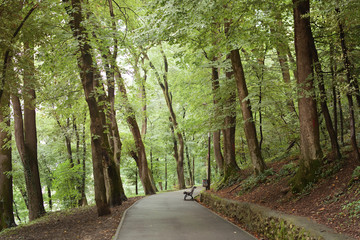 Park in the summer