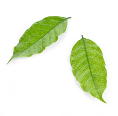 coffee leaves on white background