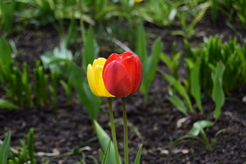 Два тюльпана