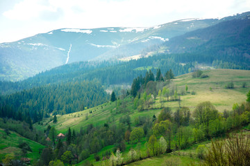 Naklejka na ściany i meble Great landscape of pine forest and green valley in the mountains