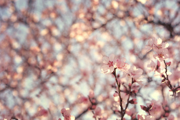 Pink spring flowers