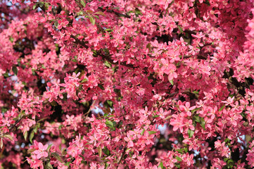 Obraz premium Pink spring flowers