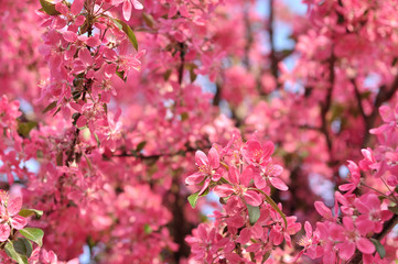 Obraz premium Różowe wiosenne kwiaty