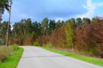 droga asfaltowa przez las - obrazy, fototapety, plakaty
