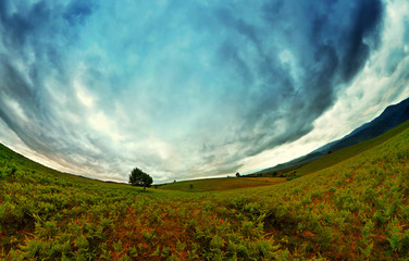 Stereographic panoramic projection of a green field with an aestethic tree