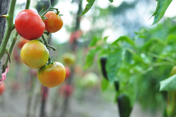 Tomatoes in the garden