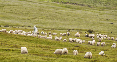 Obraz premium Lonely shepherd with sheep in high mountains.
