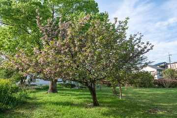 Suburb park - 郊外の公園２