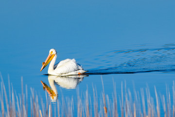 Pelican