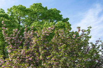 Double cherry blossoms 4