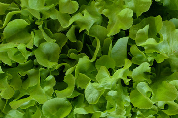 Fototapeta na wymiar Oak leaf lettuce