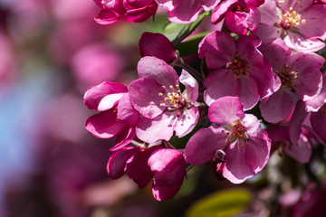 Fototapeta na wymiar pink blossoms/ flowers