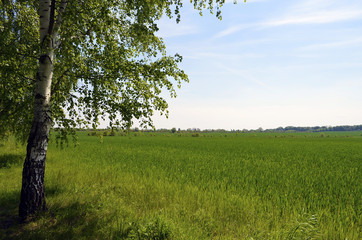 View over green fields in the surrounding countryside of Berlin