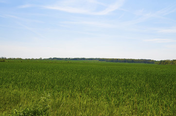 Fototapeta premium View over green fields in the surrounding countryside of Berlin