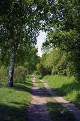 Fototapeta premium Path lined by birch trees and bushes