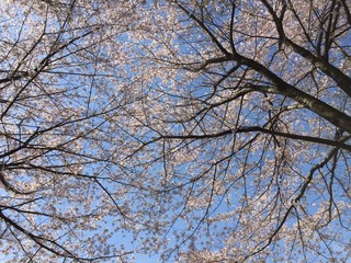 Fototapeta premium 桜