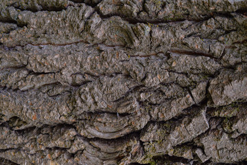 Macro texture of brown grungy poplar bark