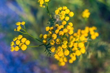 yellow wild flowers on green blurry background