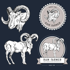 Fototapeta premium Vintage hand draw ram label.