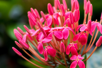 Fototapeta premium Close up shot of pink flower blossoms 