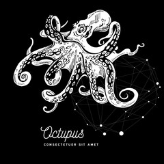 Hand drawing octopus label