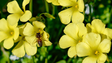 Honey bee on yellow Sour grass flower - Pollination