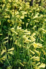 Sour grass field - Oxalis pes-caprae