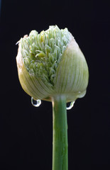 Blume