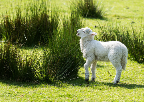 adorably cute spring lamb playing in a grass meadow