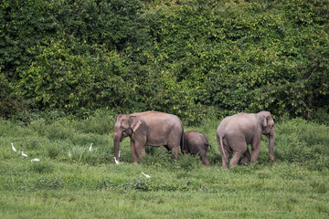 Fototapeta premium Wild elephants in Thailand Kui Buri National Park