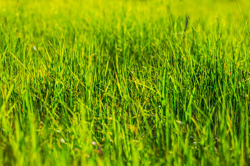 closeup green field background