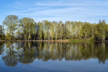 Fototapeta na wymiar Grove on the shore of the lake