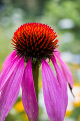 Echinacea In Bloom