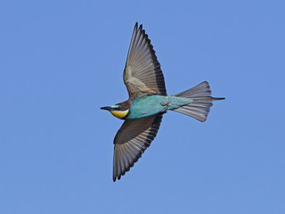 European bee-eater (Merops apiaster)