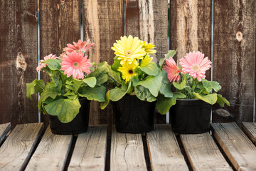 Three pots of gerbera daisies on a wooden table in front of a rustic plank wall.