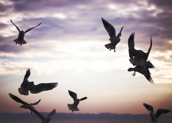 Group of seagulls are flying in sunset time