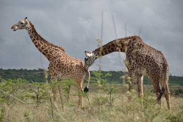 Safari Animals and Wildlife