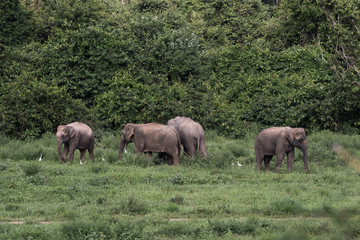 Fototapeta na wymiar Wild elephants in Thailand Kui Buri National Park