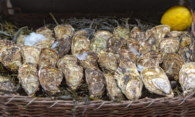 Fresh seafood, oysters and lemon at a market