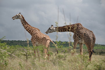 Safari Animals and Wildlife