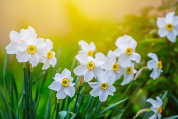 closeup white narcissus in a rays of sun - obrazy, fototapety, plakaty