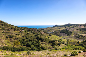 Naklejka premium Vignoble de Collioure- Banyuls, vue depuis la côte de Vermeille, Pyrénées- Orientales, Catalogne, Languedoc-Roussillon, France 